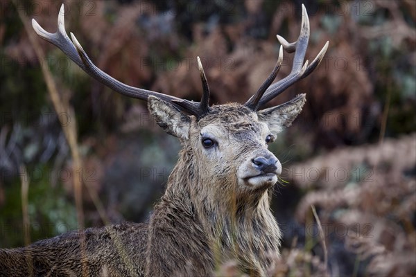 Red deer