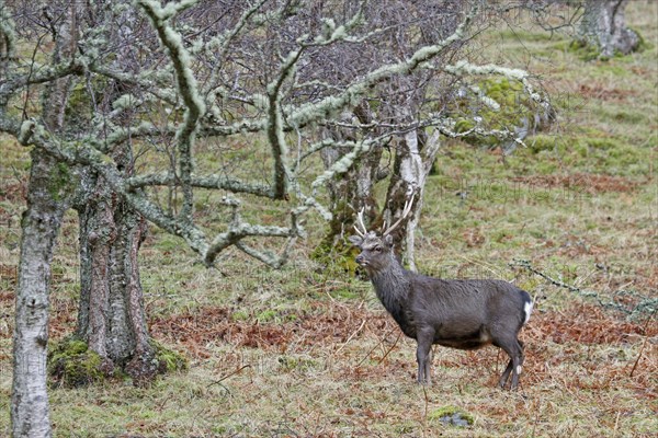 Sika Deer