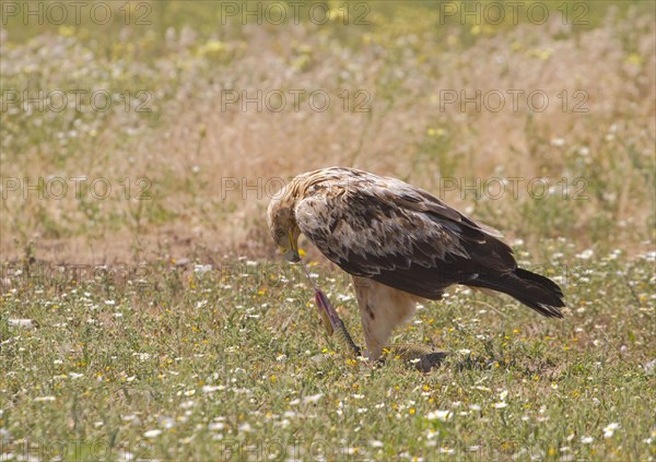 Spanish Imperial Eagle