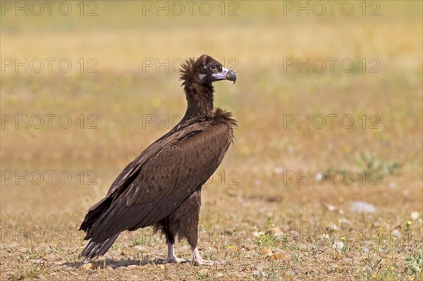 Cinereous vulture