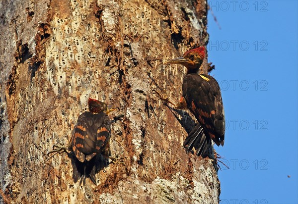 Orange-backed Woodpecker