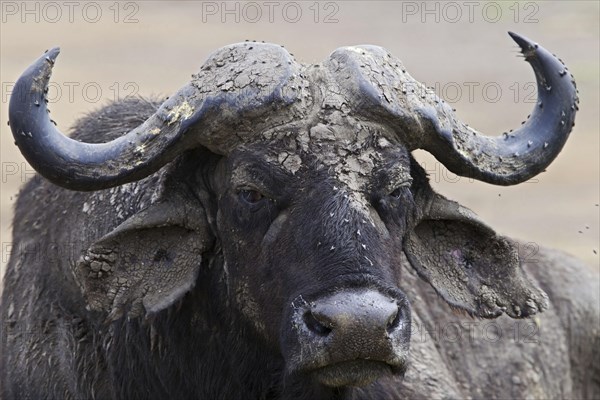 African Buffalo