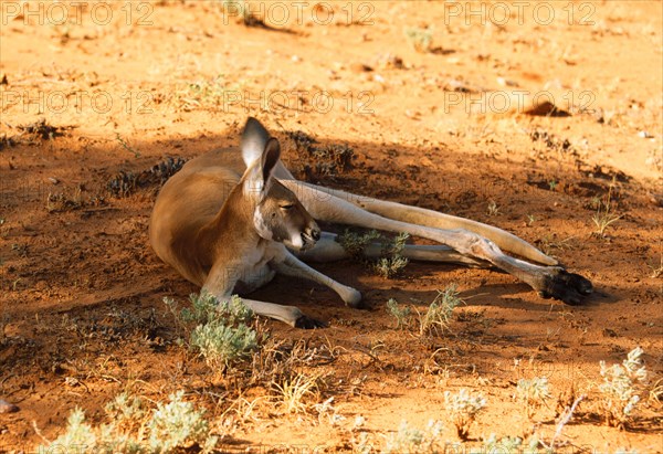 Red kangaroo