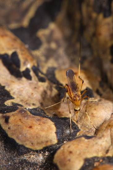 Cane toad