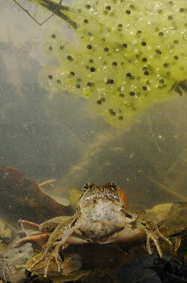 Italian agile frogs