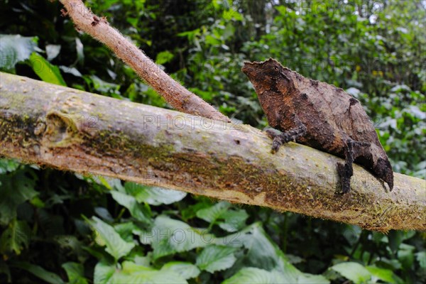 Boulenger's Pygmy Chameleon