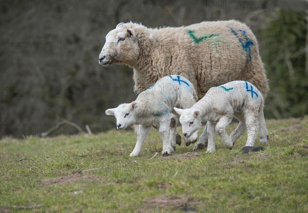 Domestic sheep