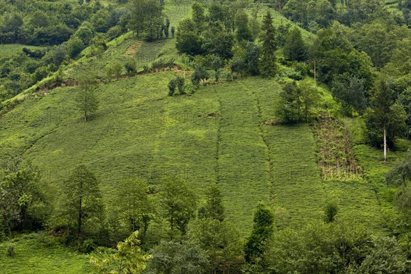 Tea plant