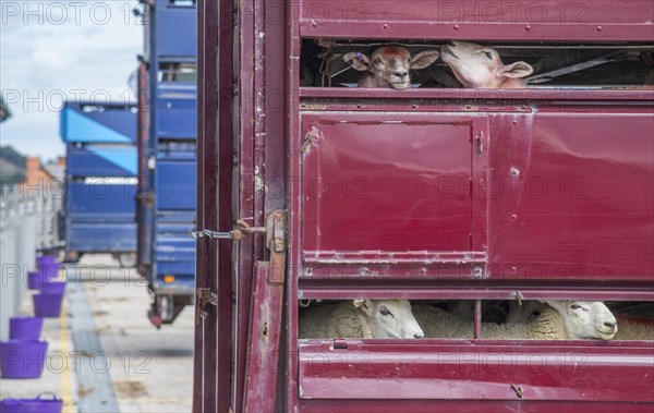 Sheep farming