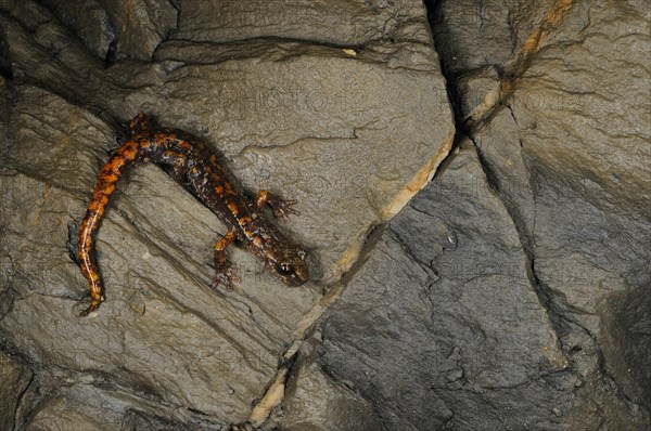 Strinati's Cave Salamander