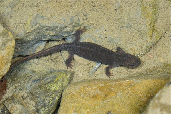 Pyrenean Brook Newt