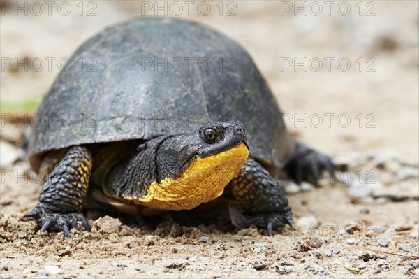 Blanding's turtle