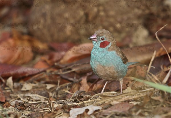 Red-cheeked Cordon-bleu