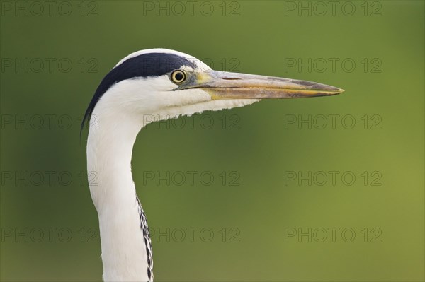 Grey heron