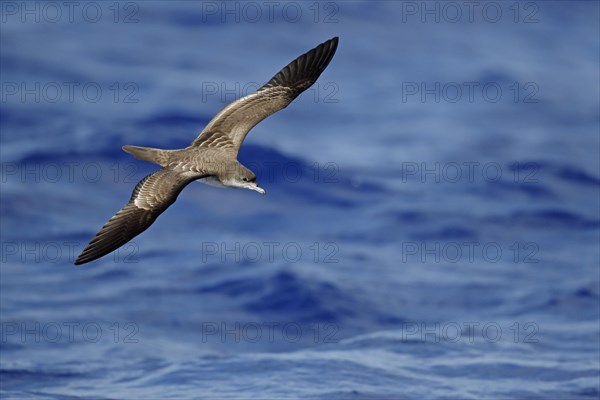 Wedge-tailed Shearwater