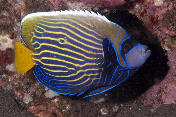 Emperor Angelfish