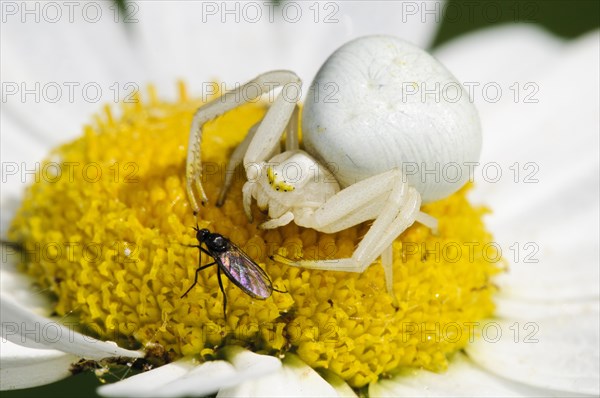 Goldenrod Crab Spider