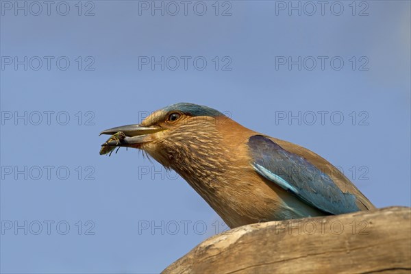 Indian indian roller