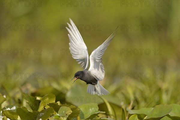 Black Tern