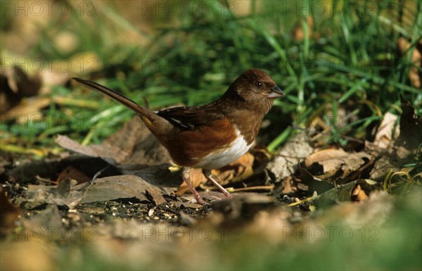 Rufous-sided Towhee