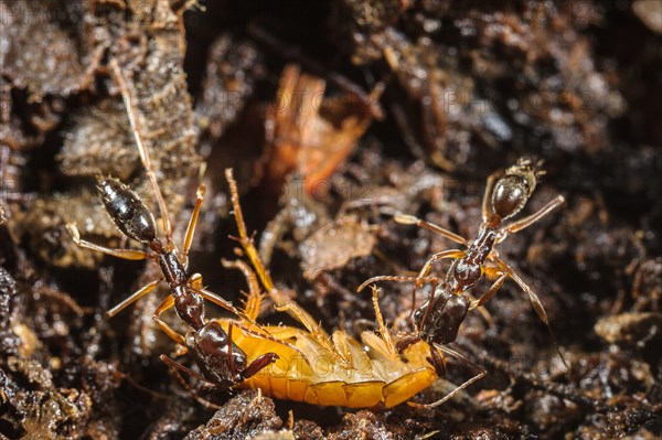 Snapping jaw ant