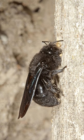 Large Wood Bee