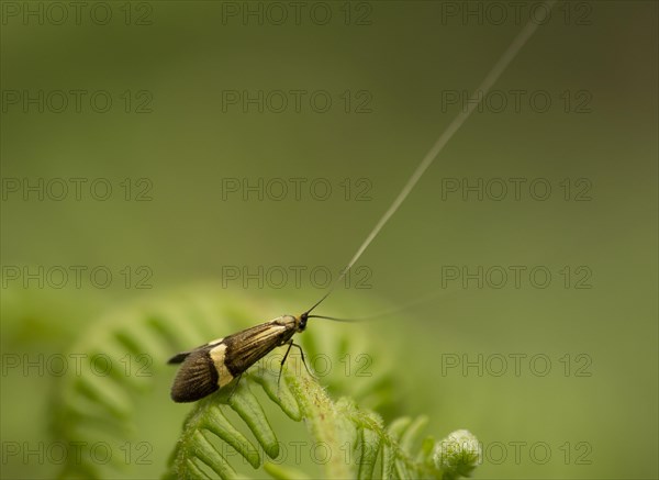 Longhorn Moth