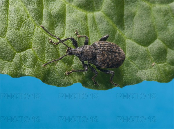 Black Vine Weevil