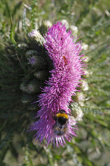 Marsh thistle