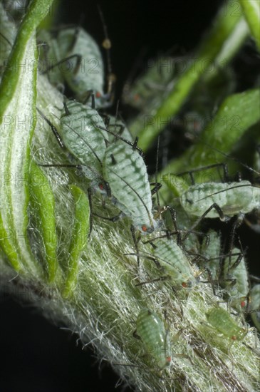 Slender mugwort aphid