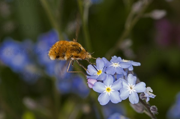Common large bee fly