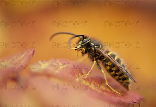 Common Wasp