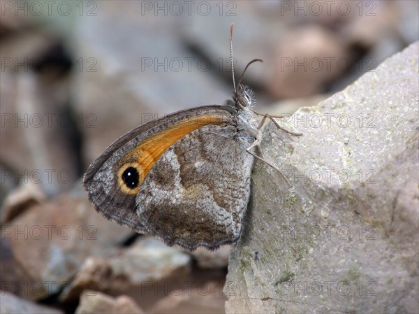 Southern Oxeye