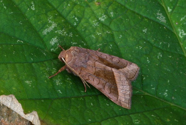 Riparian Mark Owl