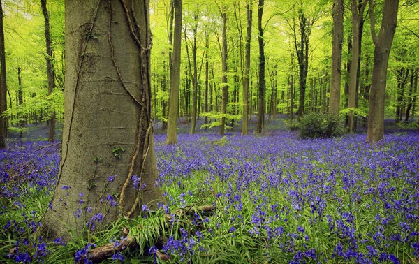 Hyacinthoides non-scripta