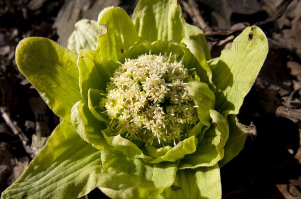 Giant Butterbur