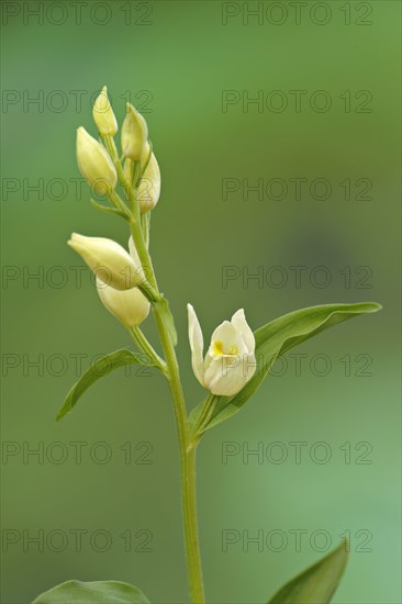 White Helleborine