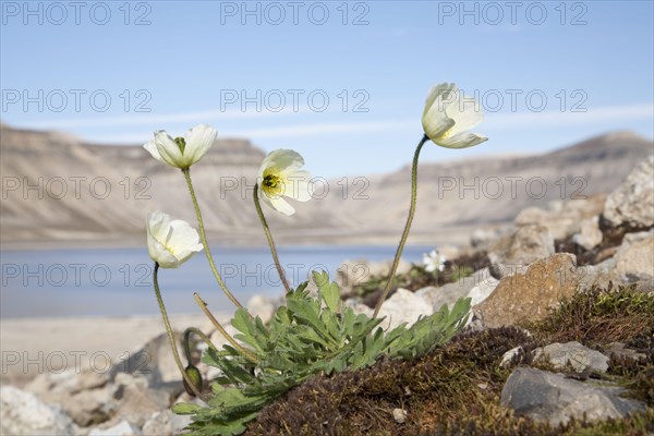 Svalbard Poppy
