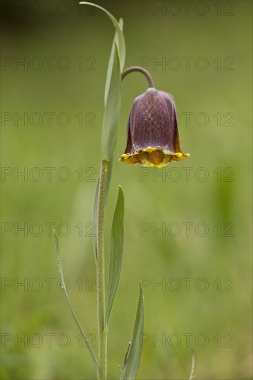 Pyrenean Fritillary