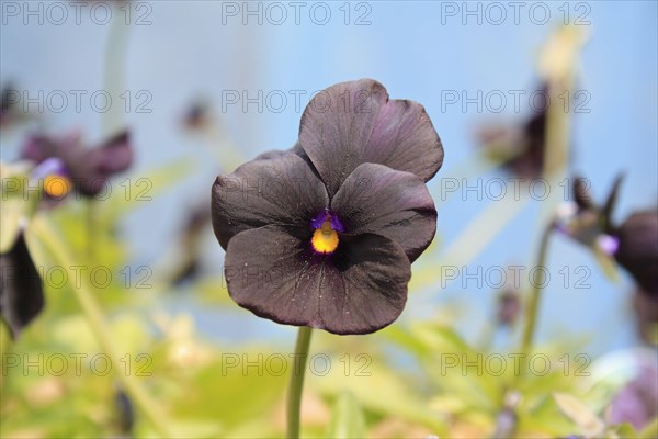 Garden pansy