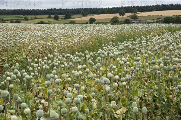 Opium poppy