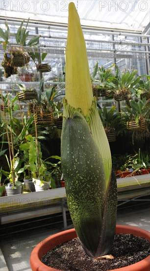 Titan-arum