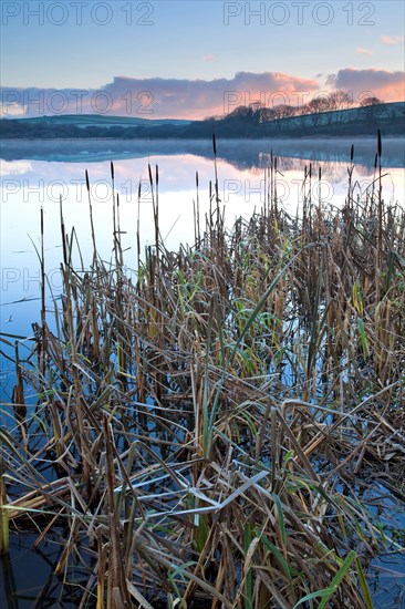 Bulrush