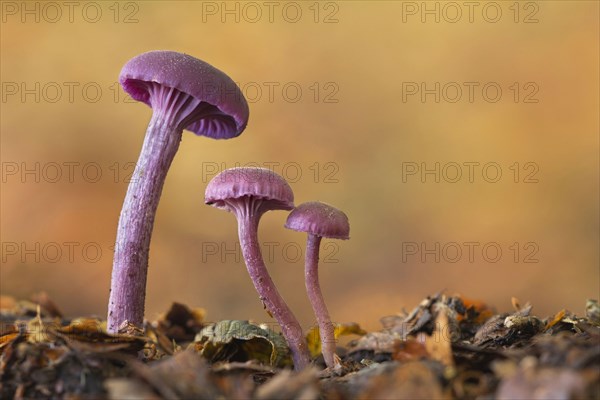 Amethyst Deceiver