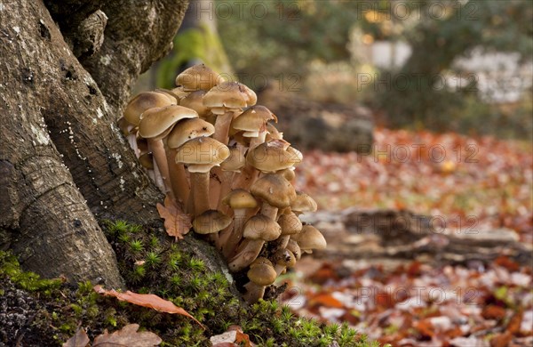 Honey Fungus