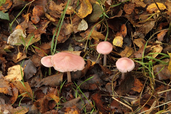 Rosy bonnet