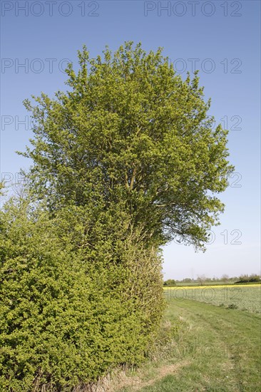 Growth habit of field maple