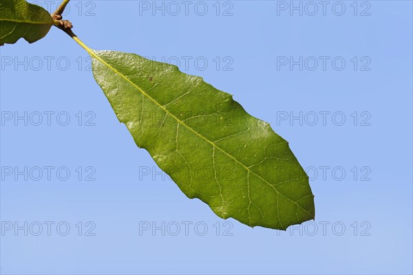 Holm Oak