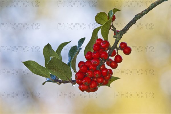 European Holly