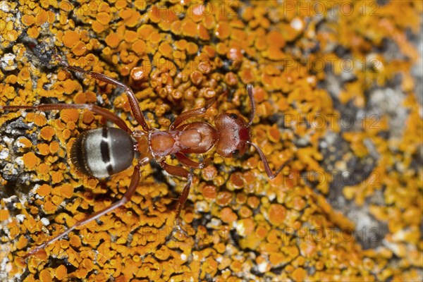 Blood-red Slave-maker Ant